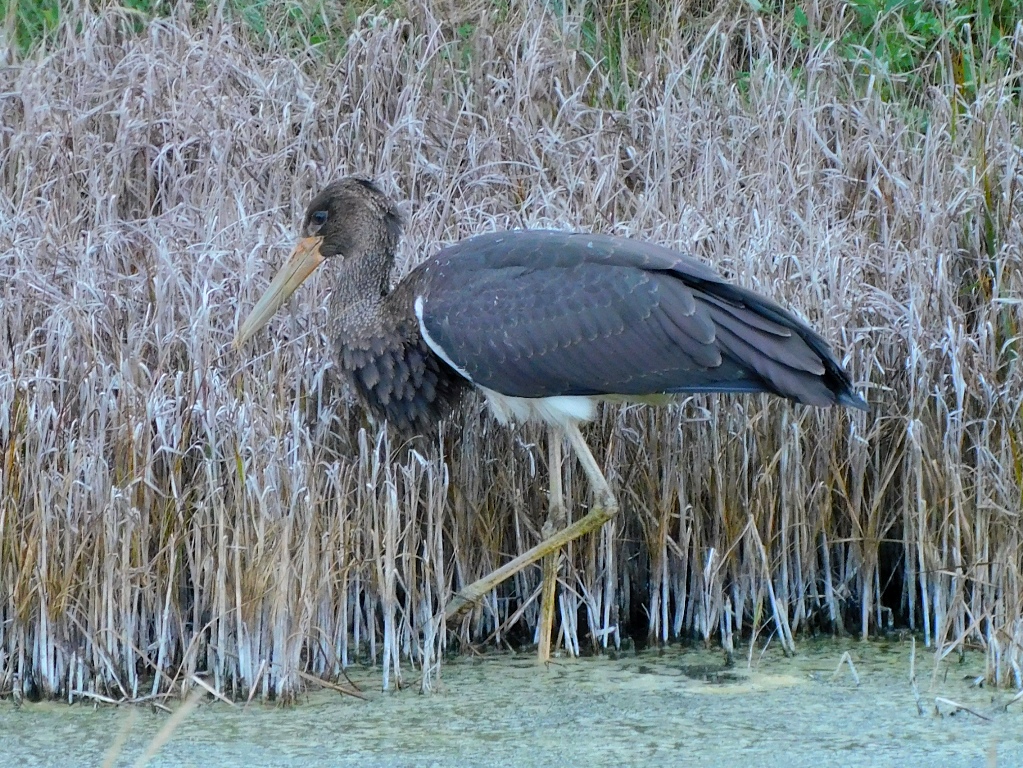 Black Stork