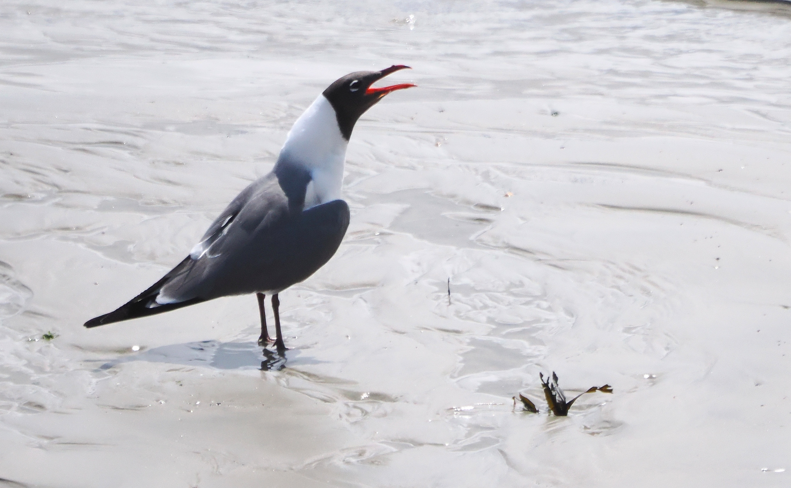 Laughing Gull