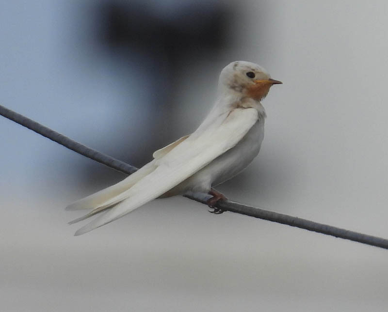 Swallow