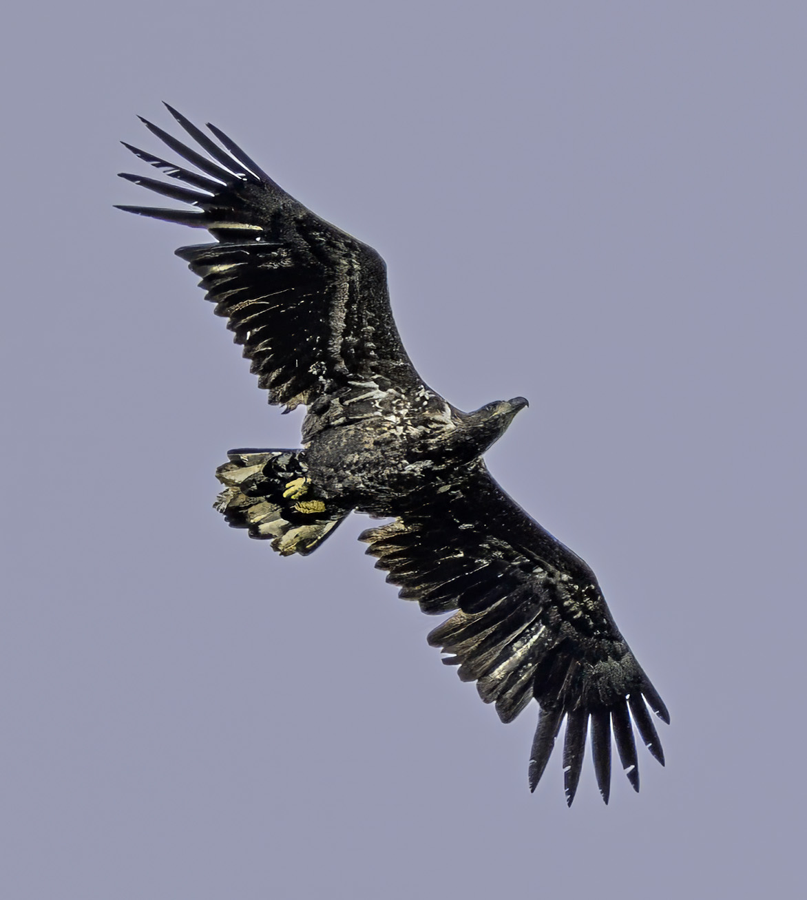 White-tailed Eagle