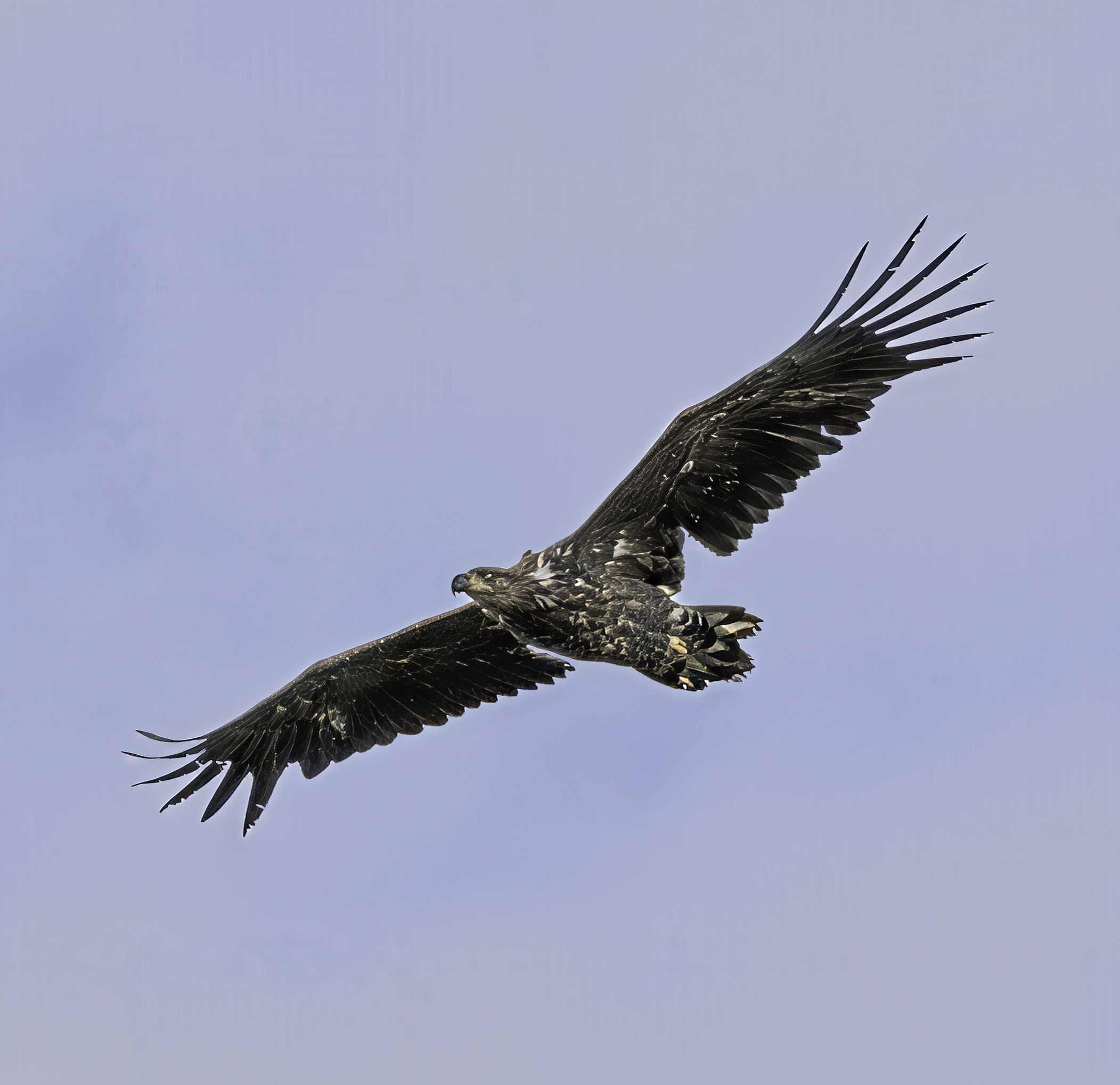 White-tailed Eagle