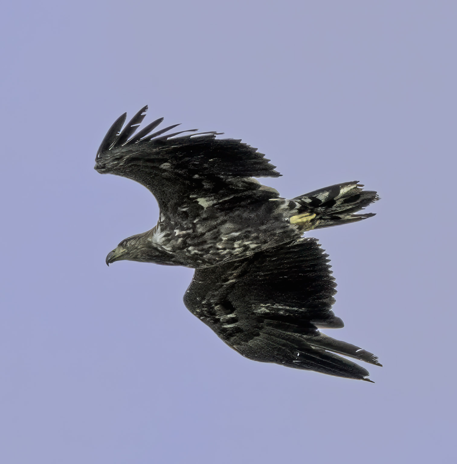 White-tailed Eagle