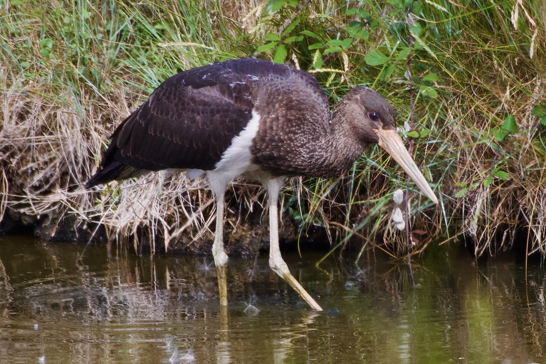 Black Stork