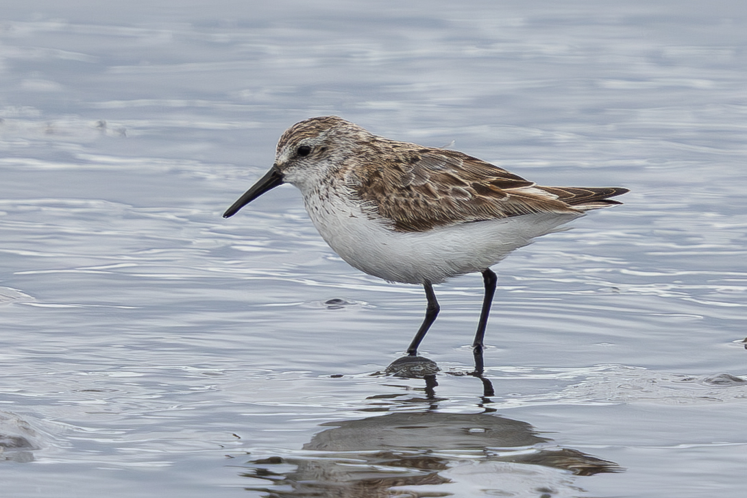 Western Sandpiper