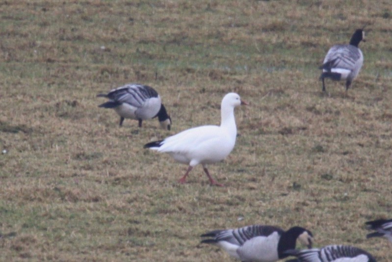 Ross's Goose