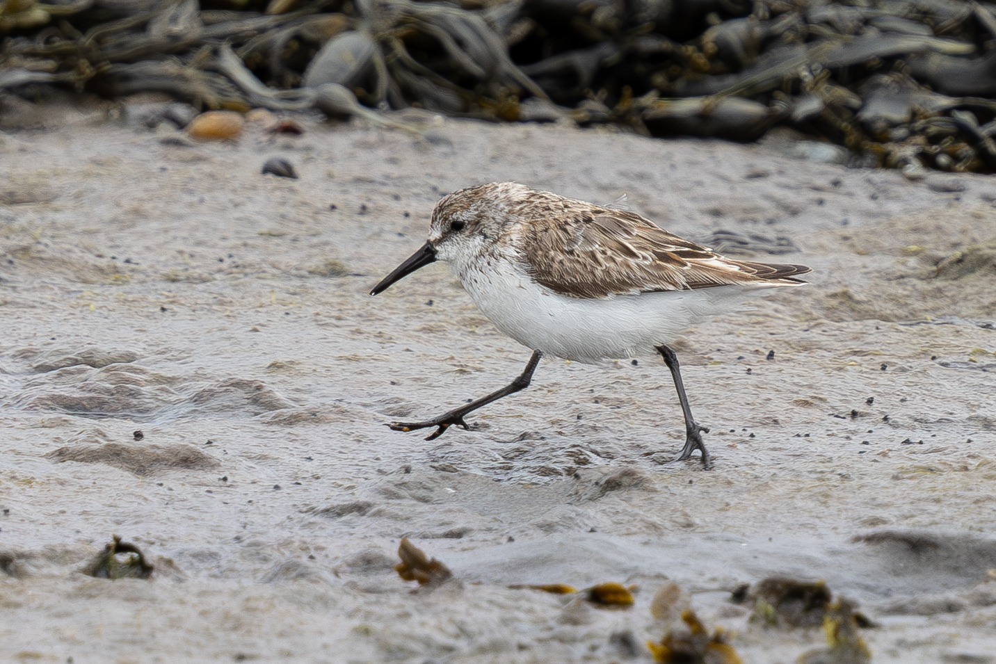 Western Sandpiper