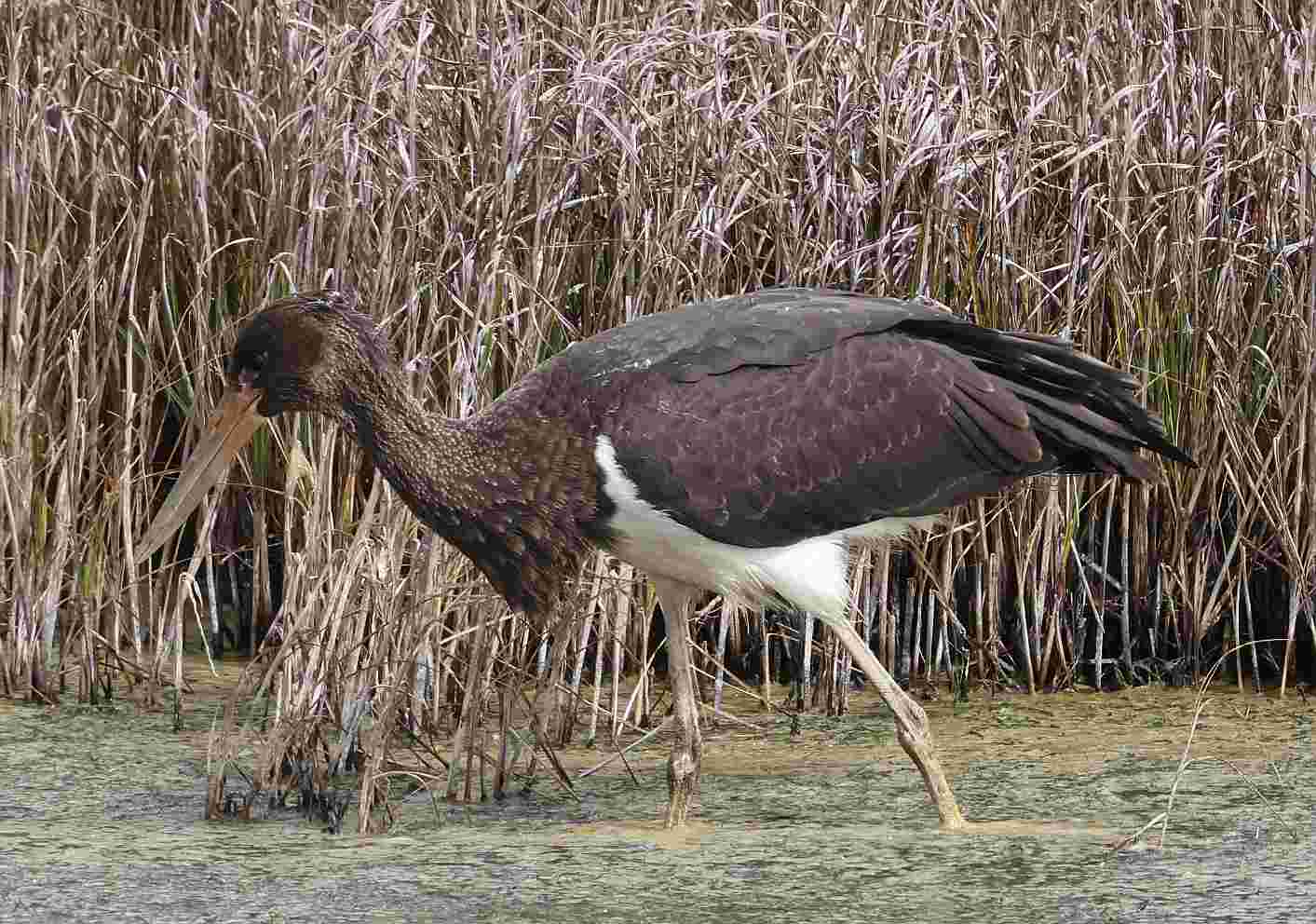 Black Stork