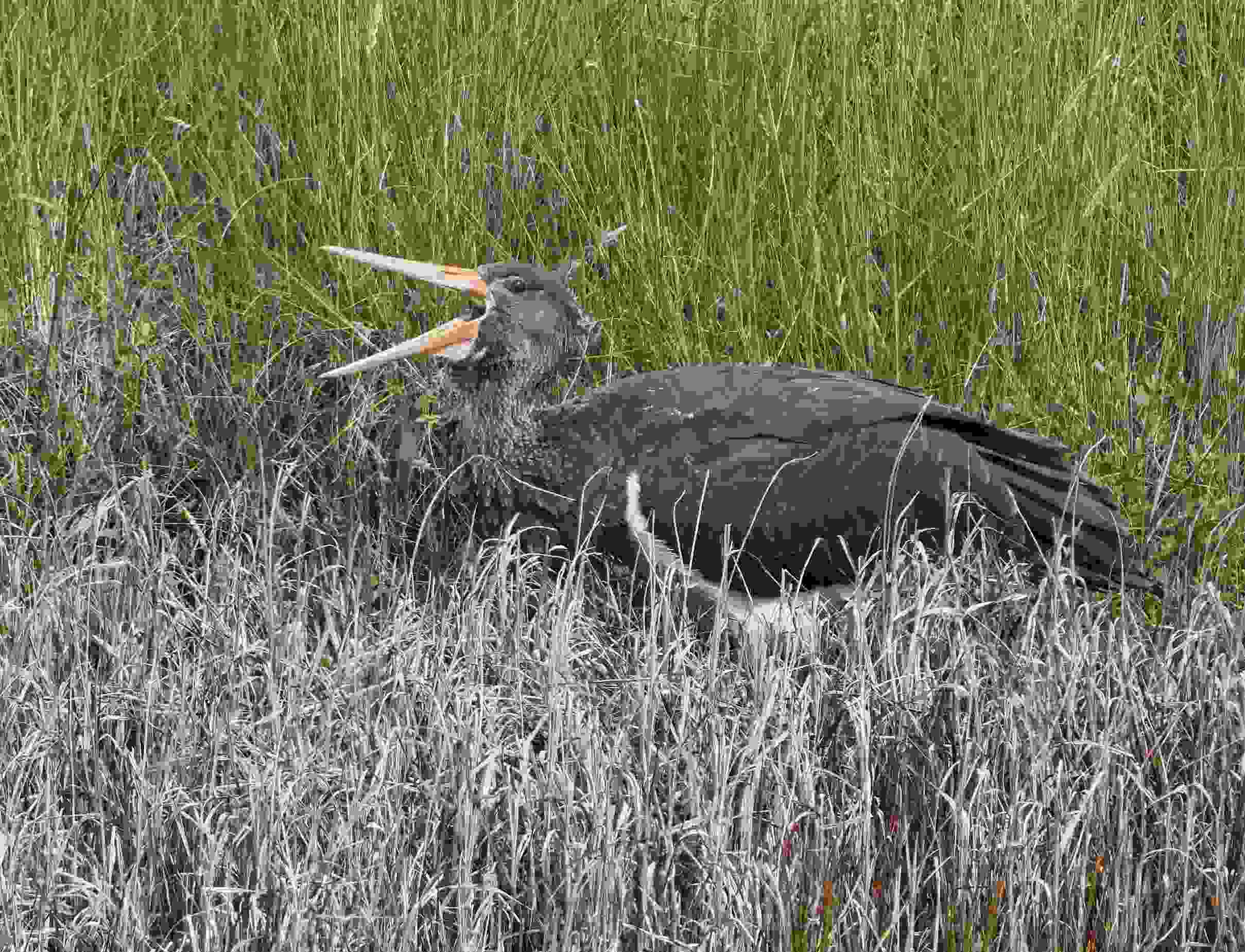 Black Stork