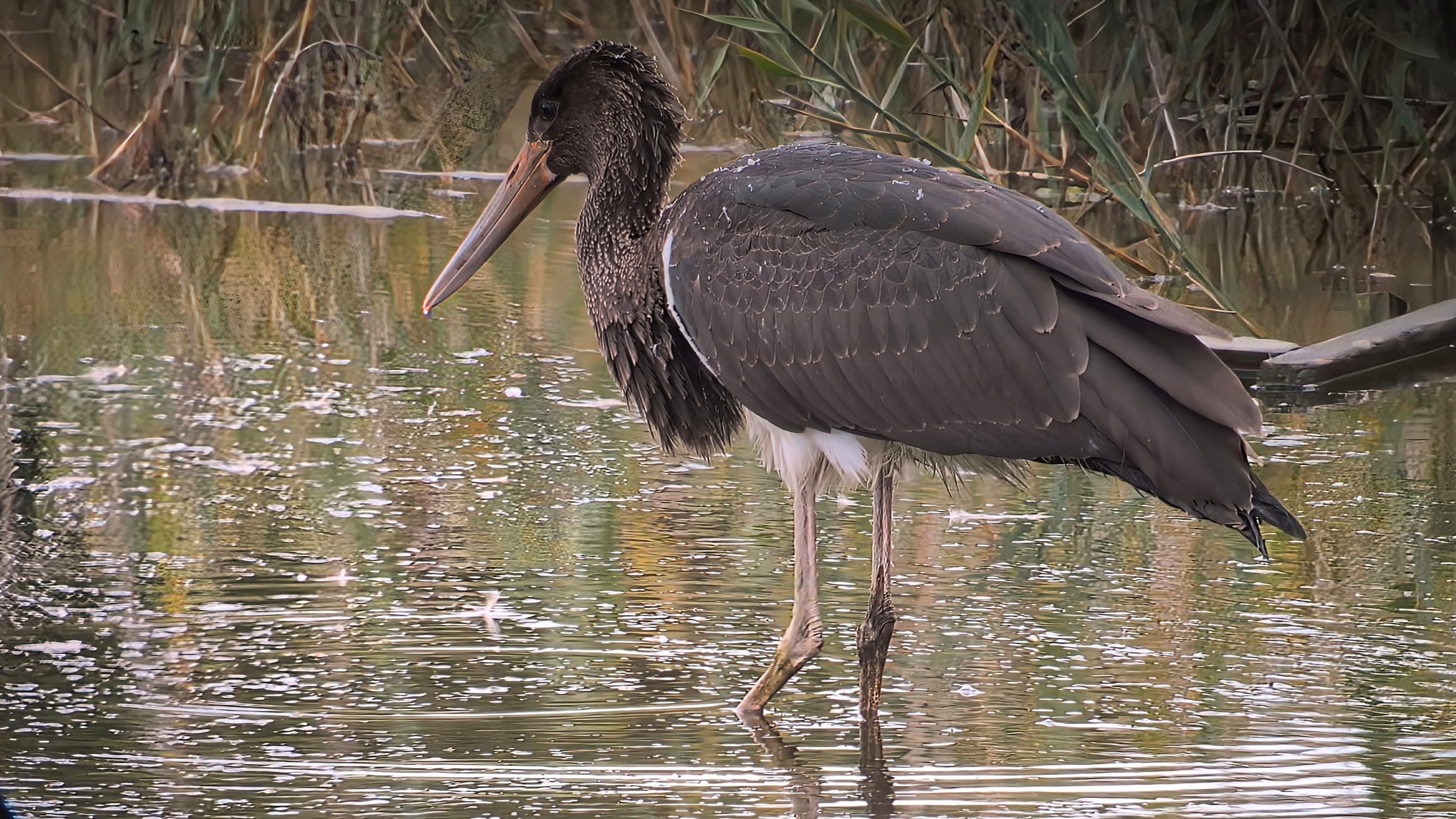 Black Stork