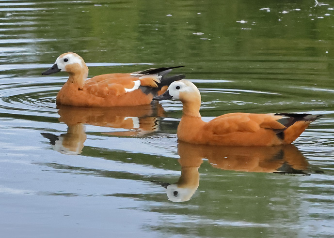Ruddy Shelduck