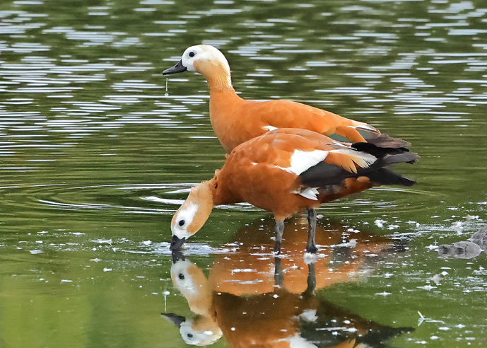 Ruddy Shelduck