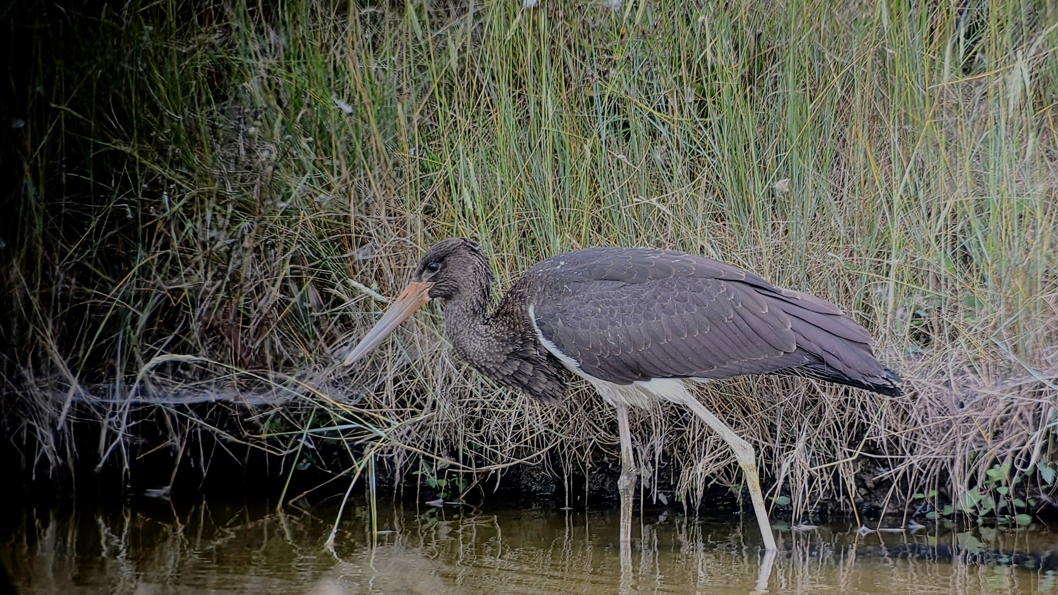 Black Stork