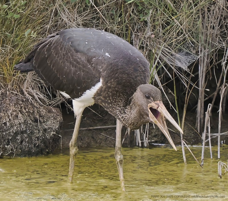 Black Stork