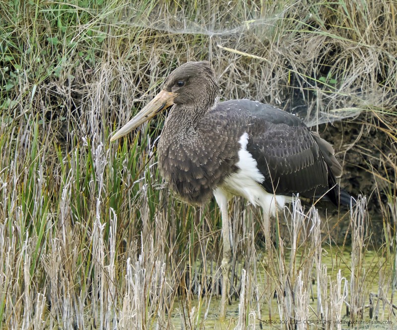 Black Stork