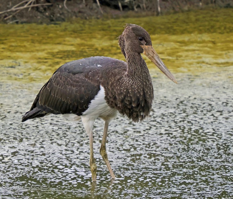 Black Stork