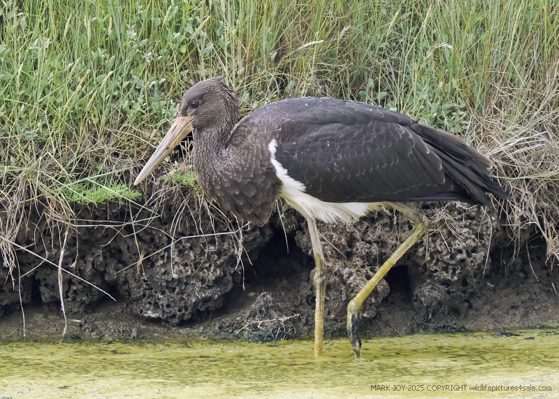 Black Stork
