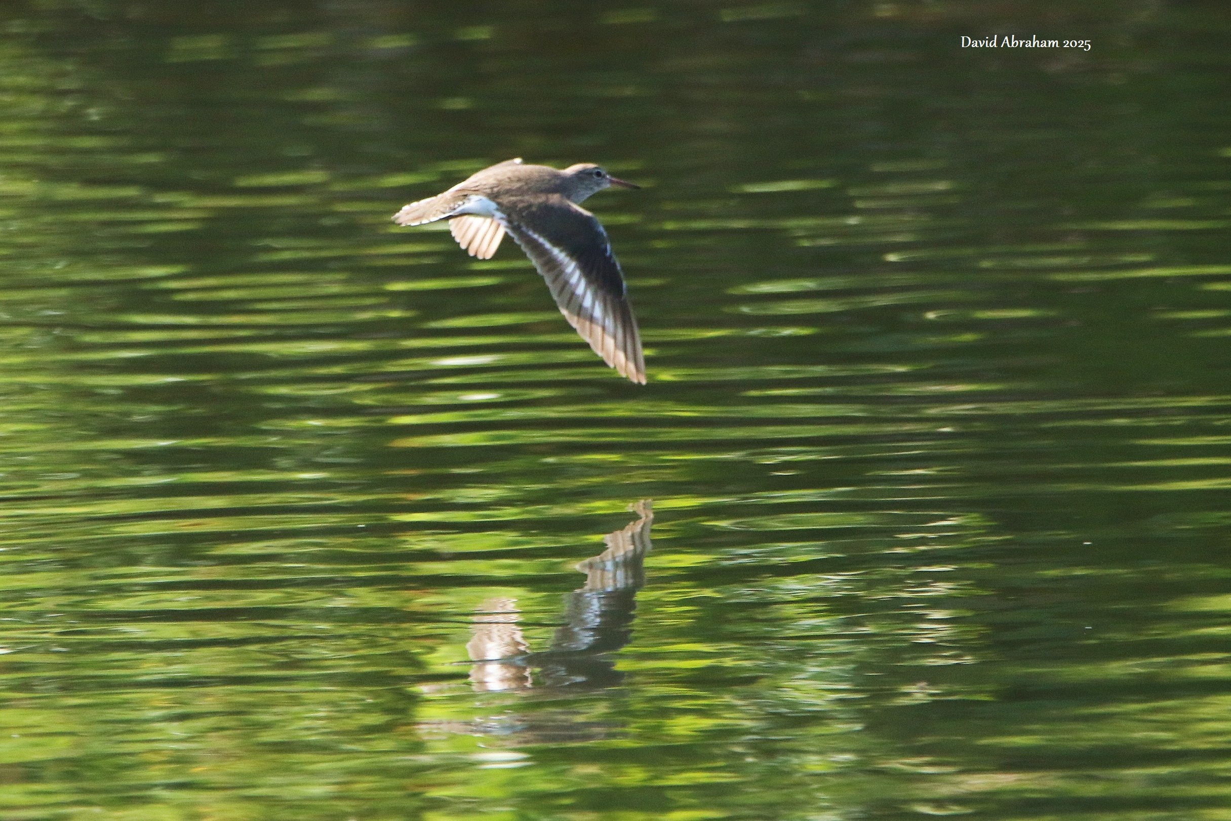 Common Sandpiper 