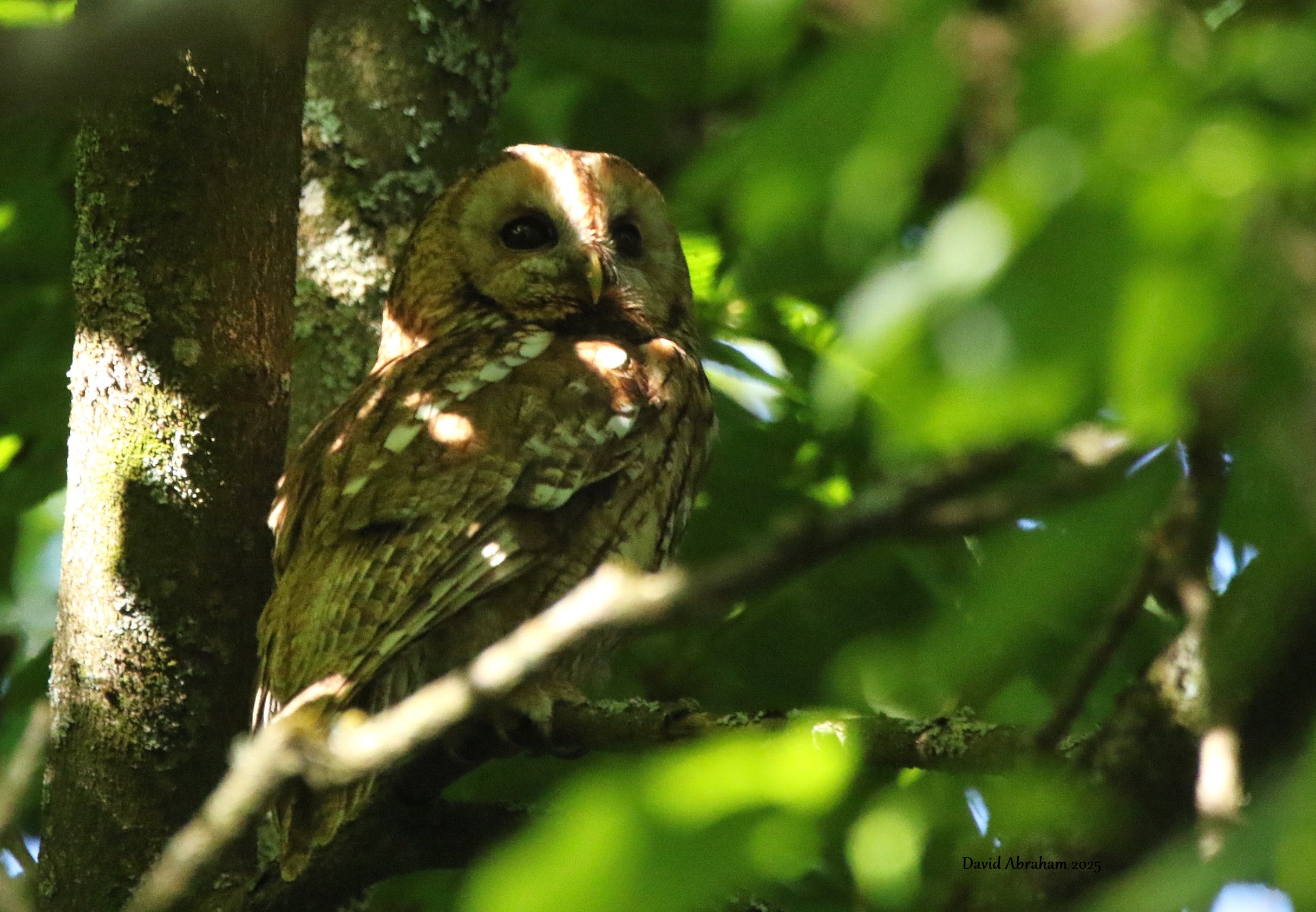 Tawny Owl 