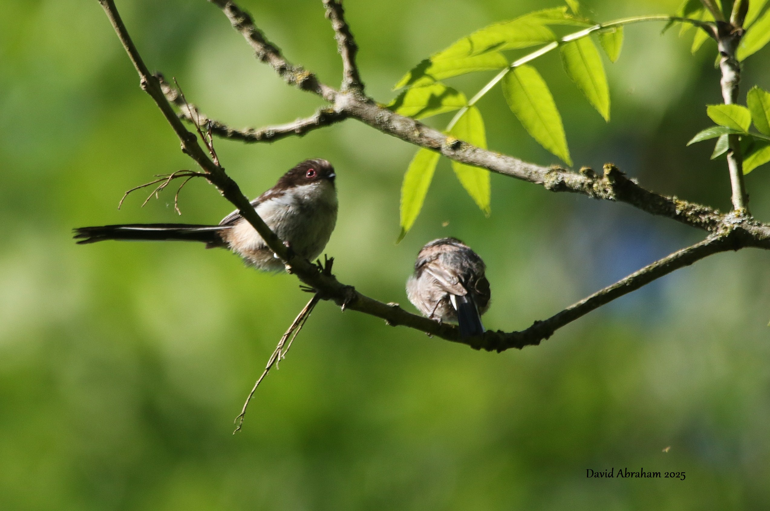 Long-tailed Tit 