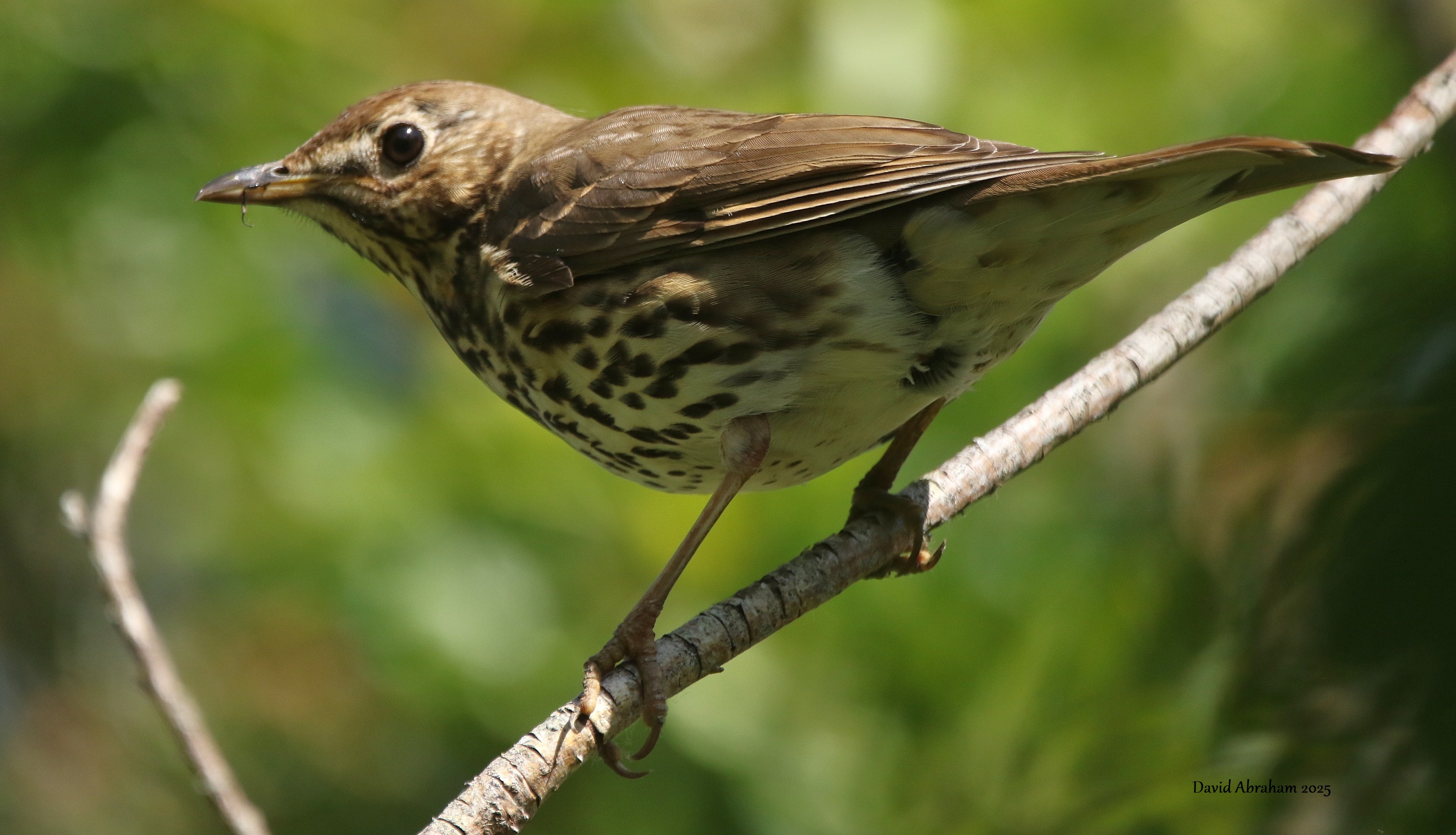 Song Thrush 
