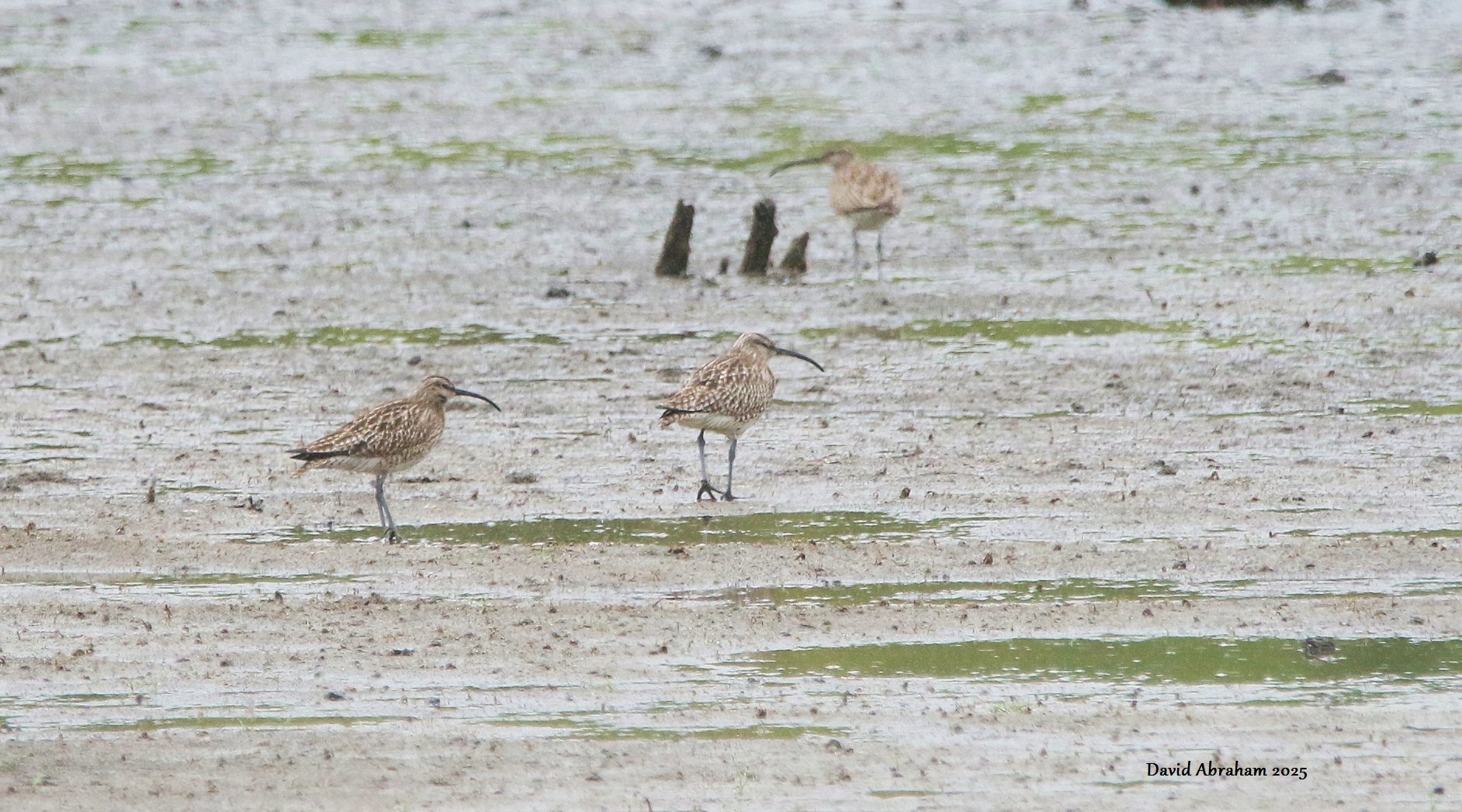 Whimbrel 