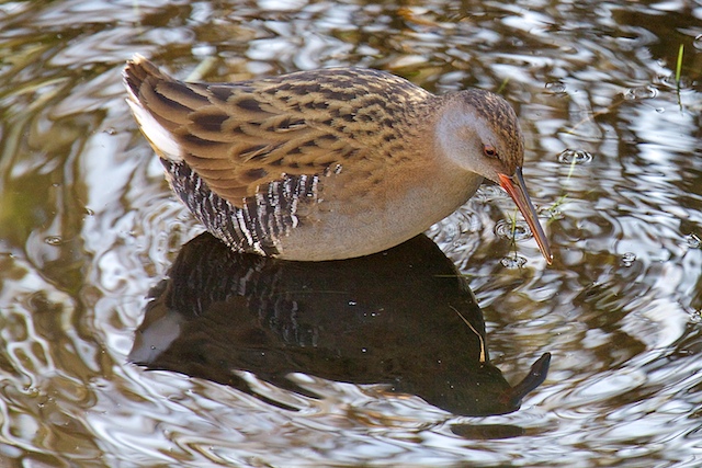 Water Rail