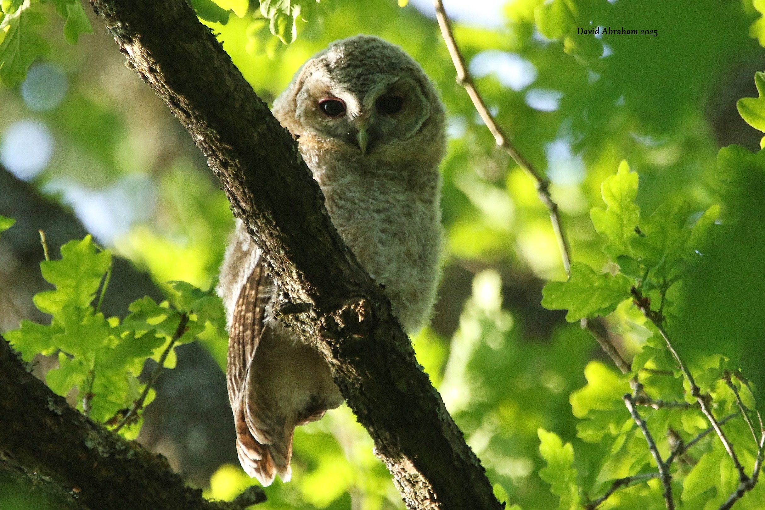 Tawny Owl 