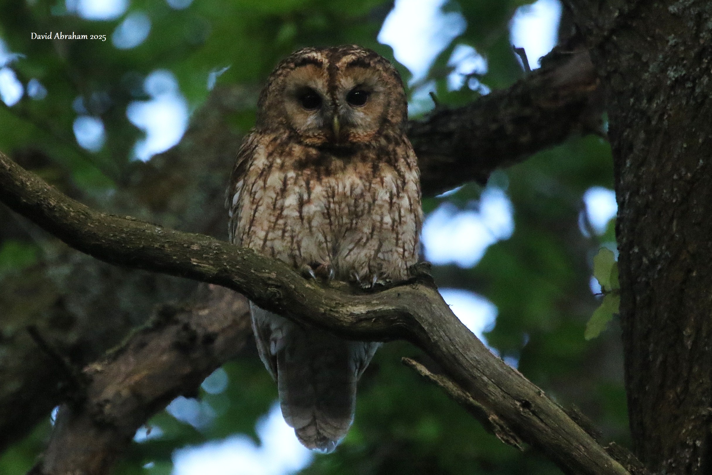 Tawny Owl 