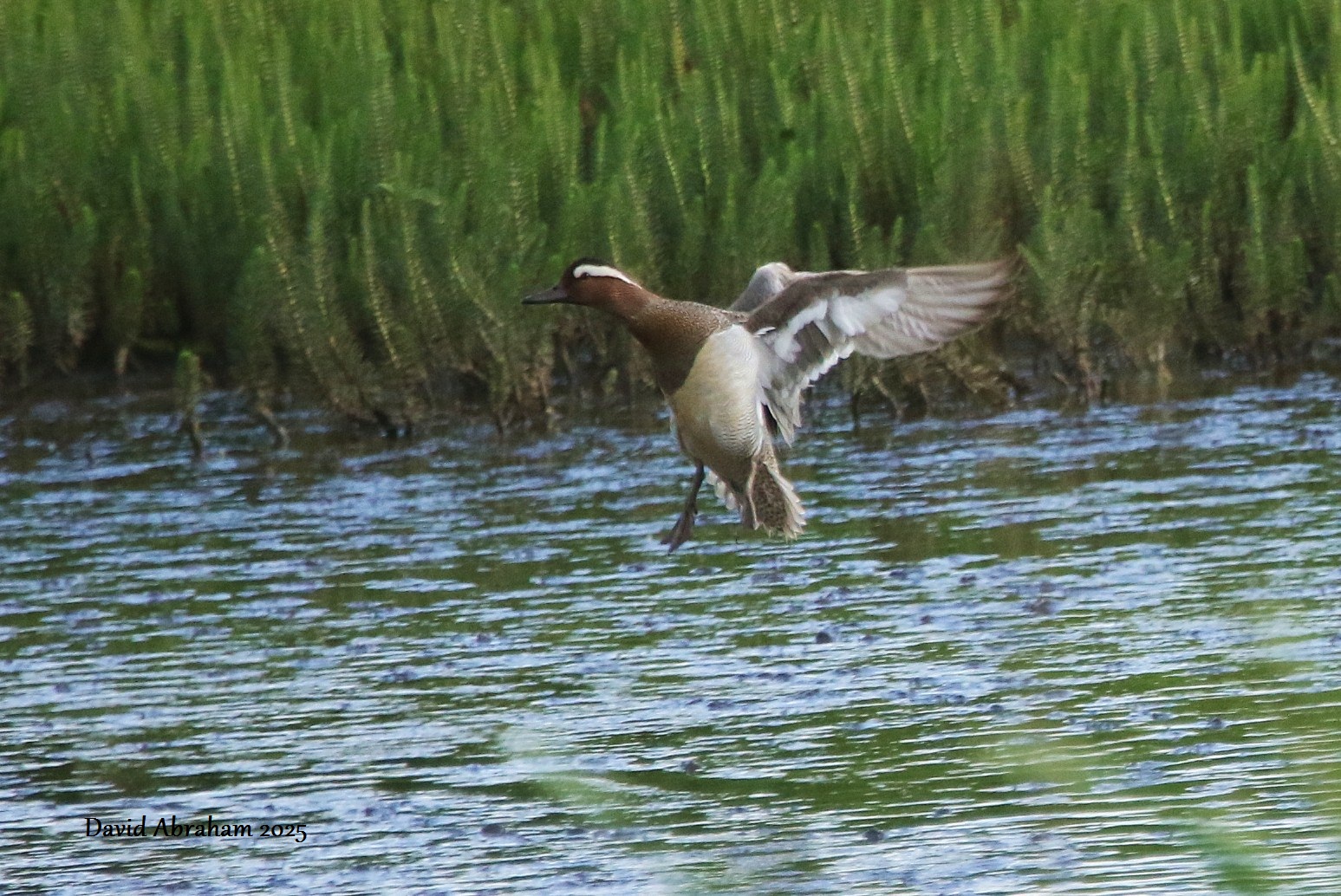 Garganey 