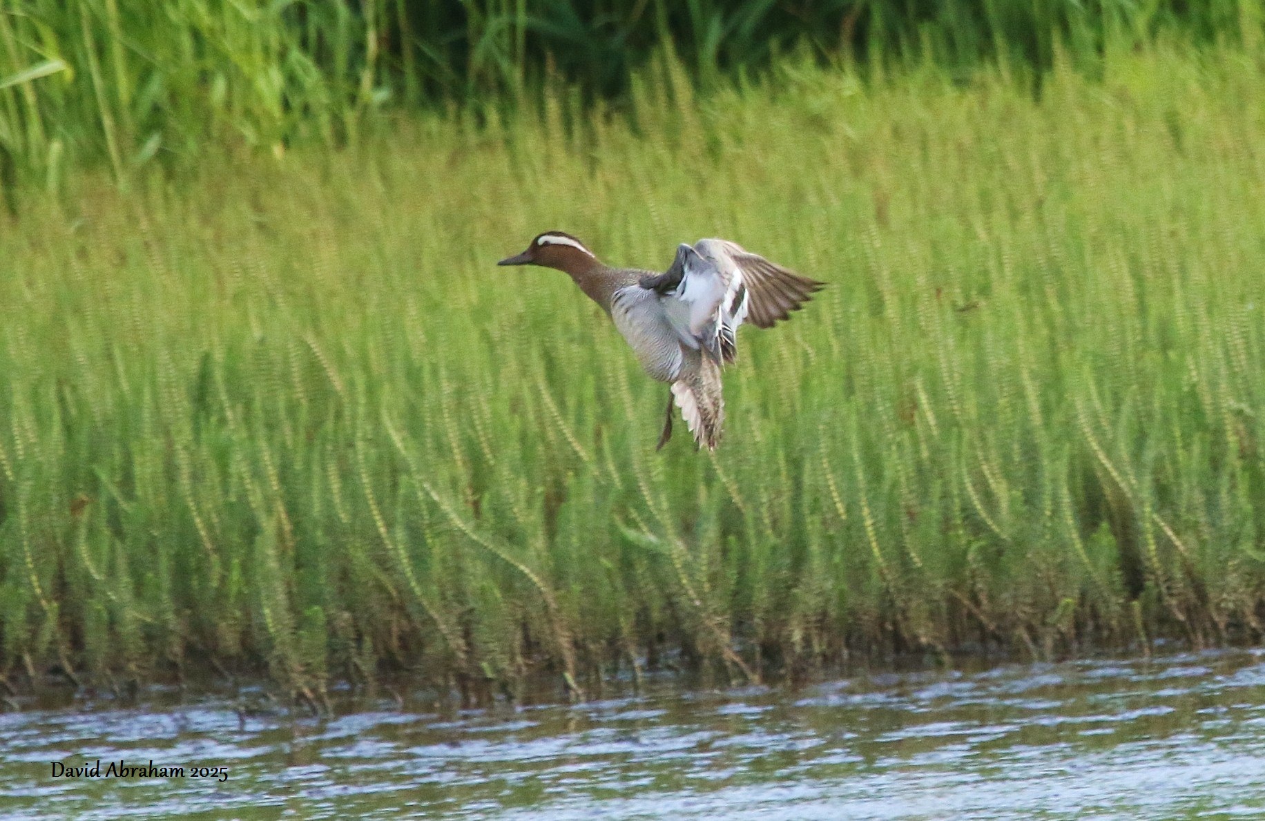Garganey 