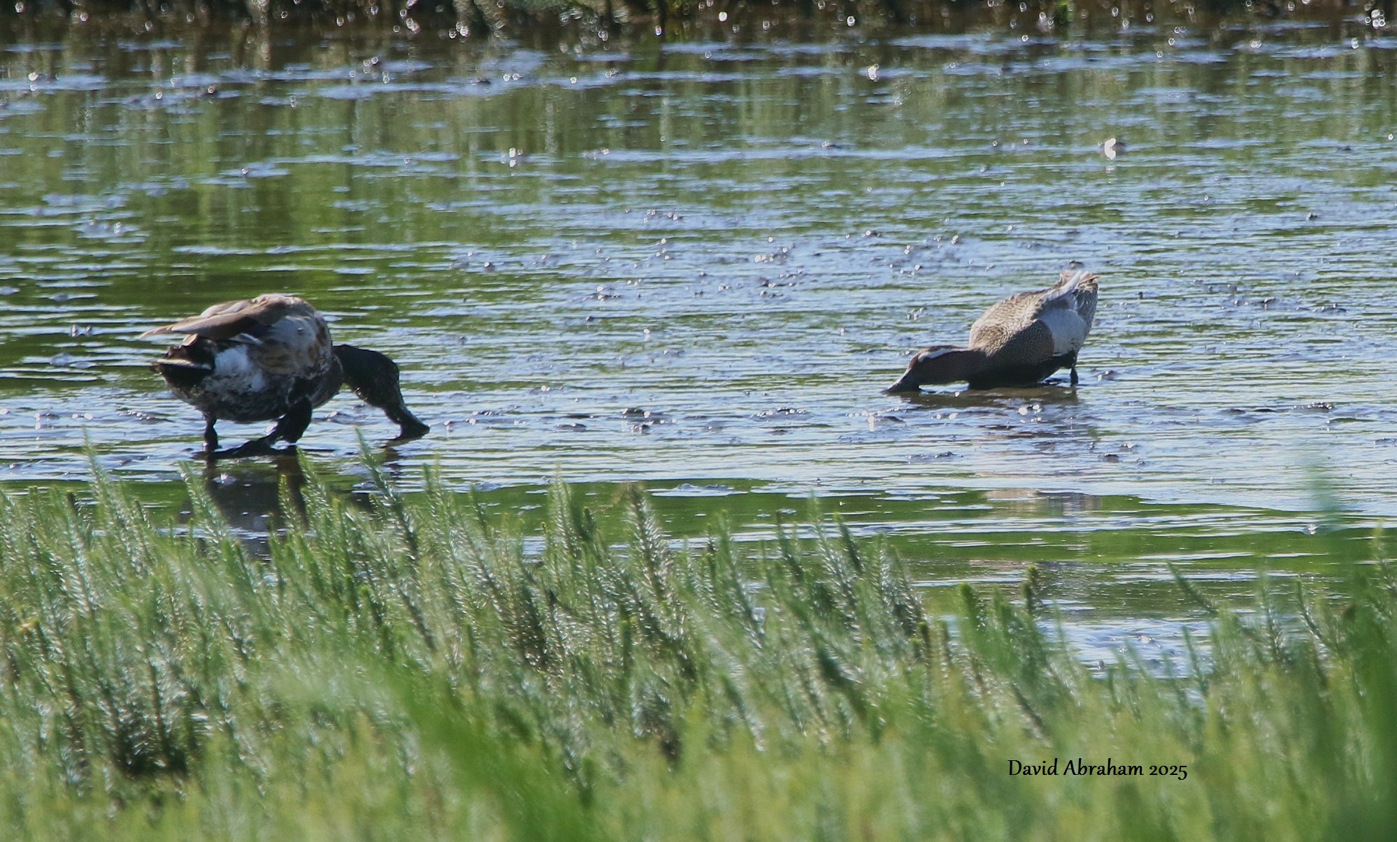 Garganey 