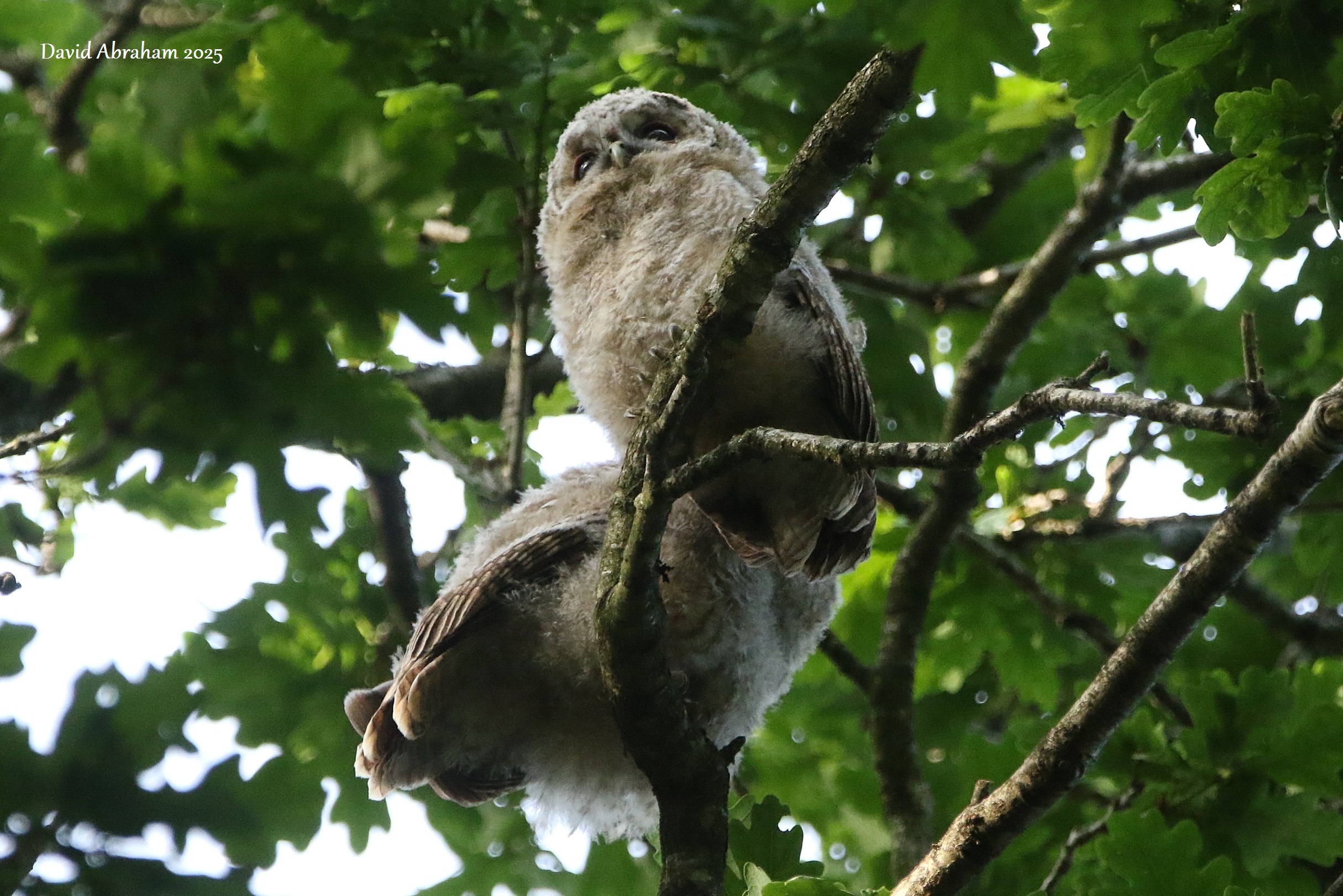 Tawny Owl 