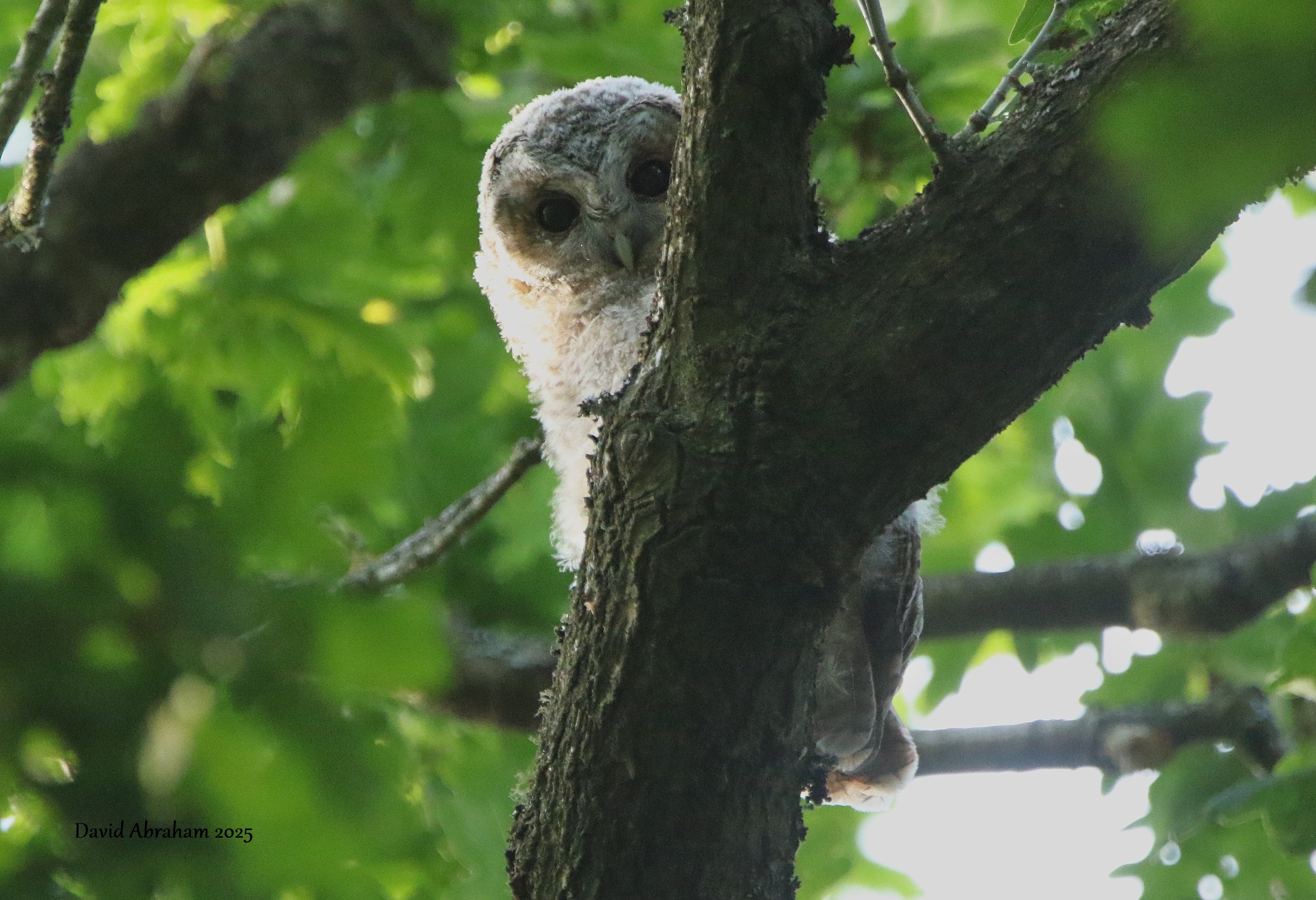 Tawny Owl 