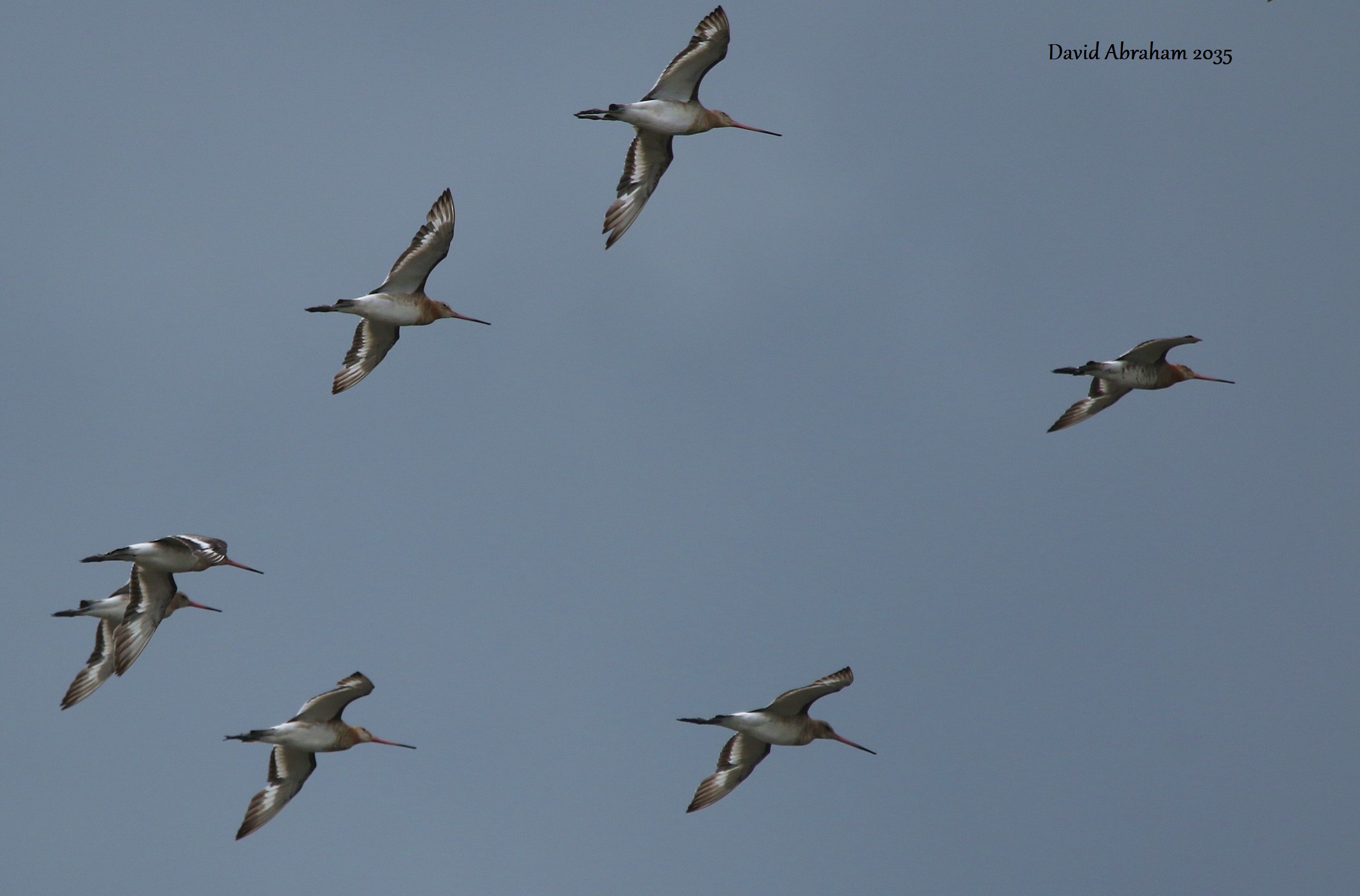 Black-tailed Godwit 