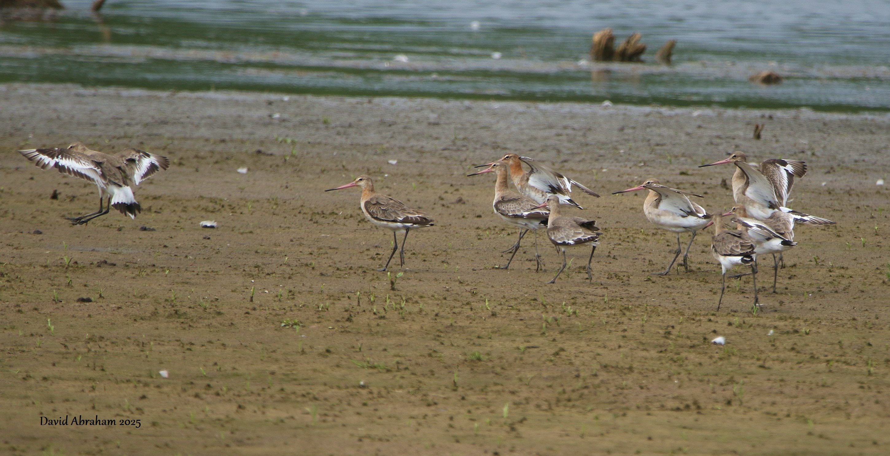 Black-tailed Godwit 