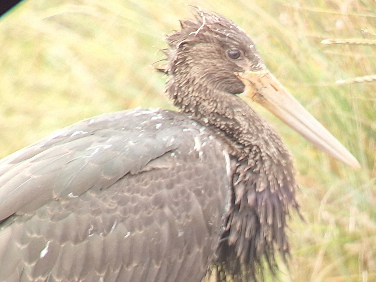 Black Stork