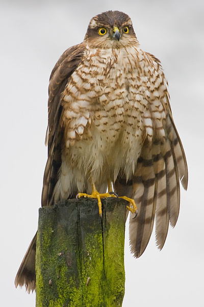 Sparrowhawk