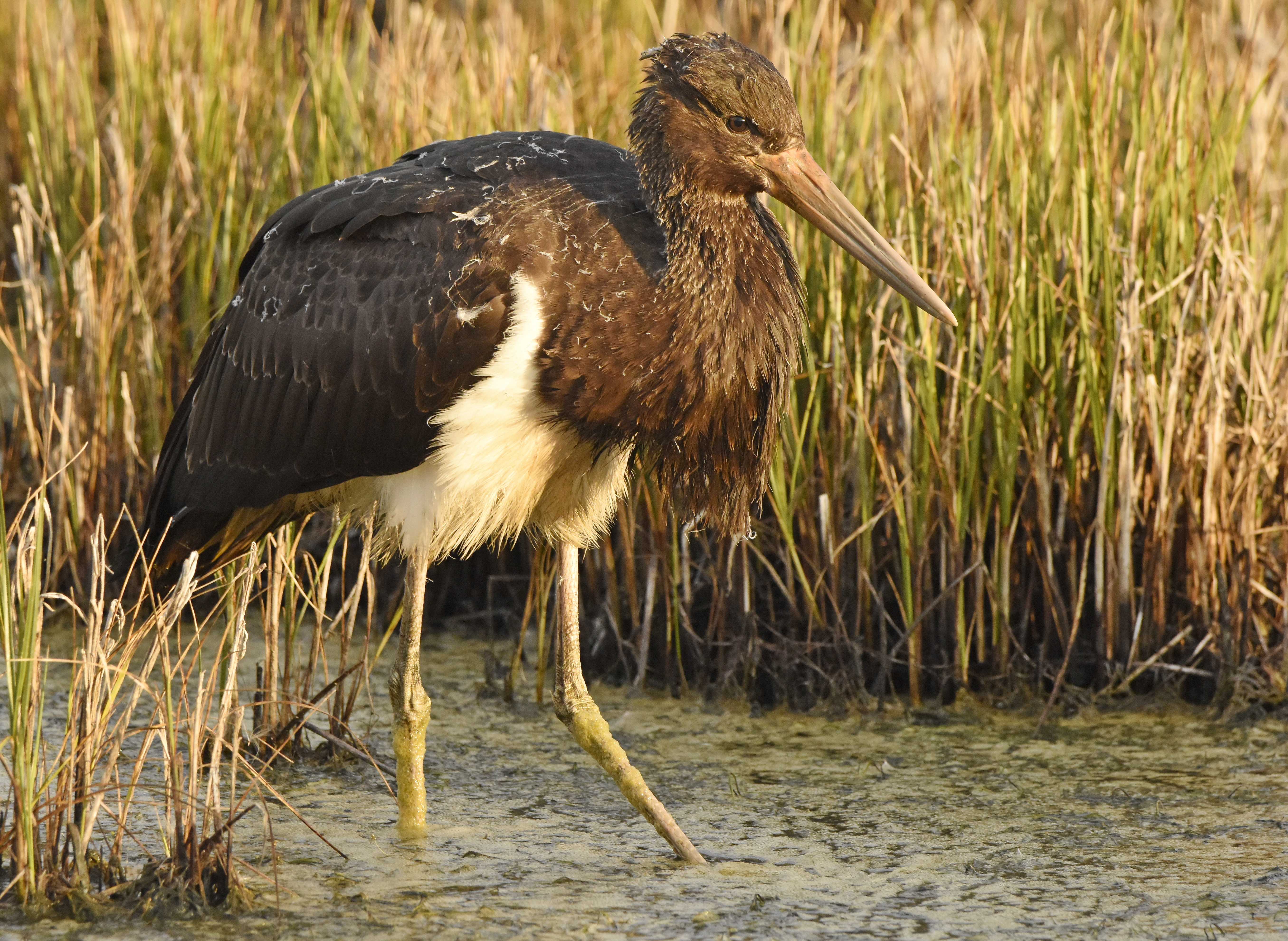Black Stork