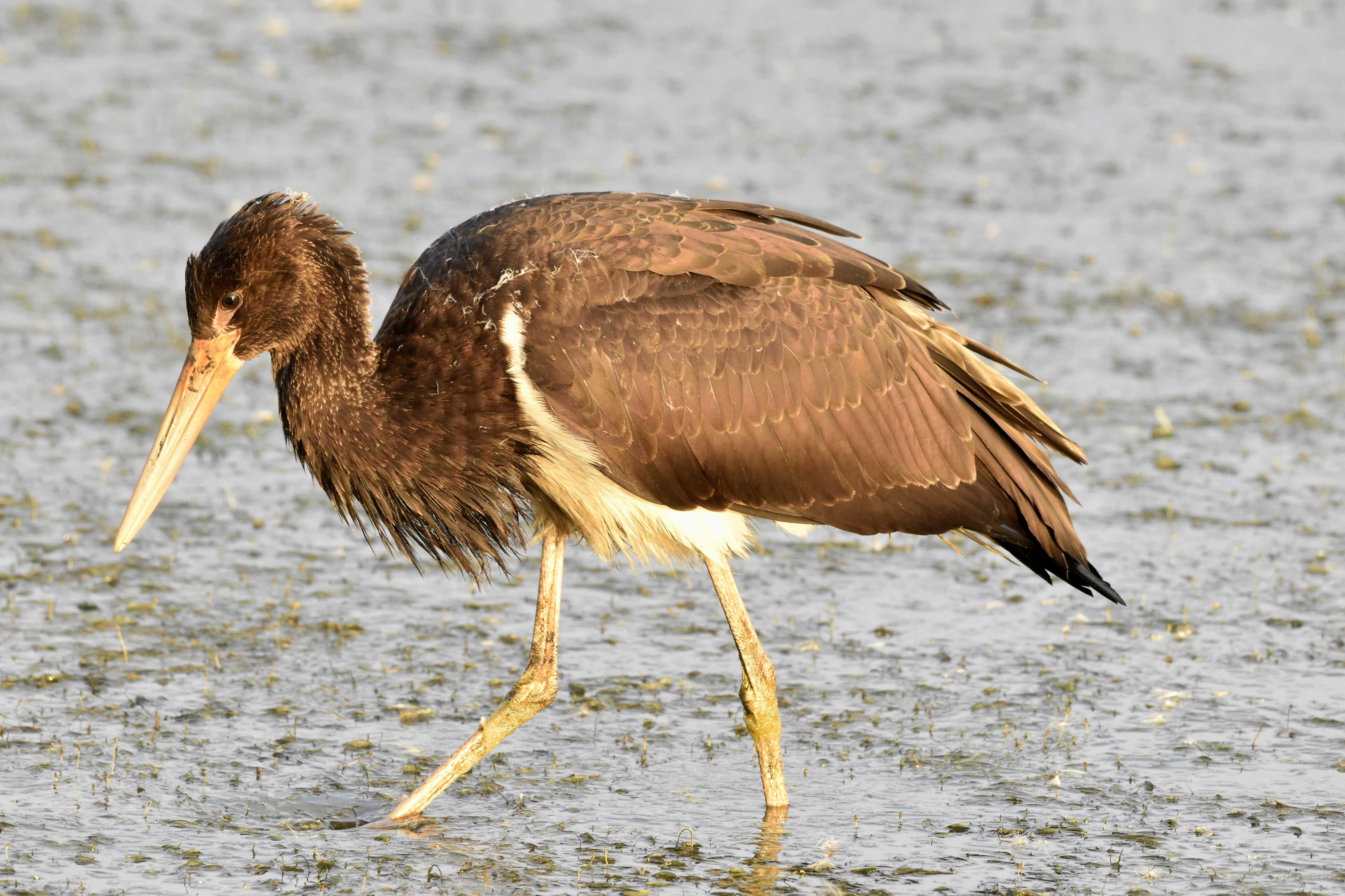 Black Stork