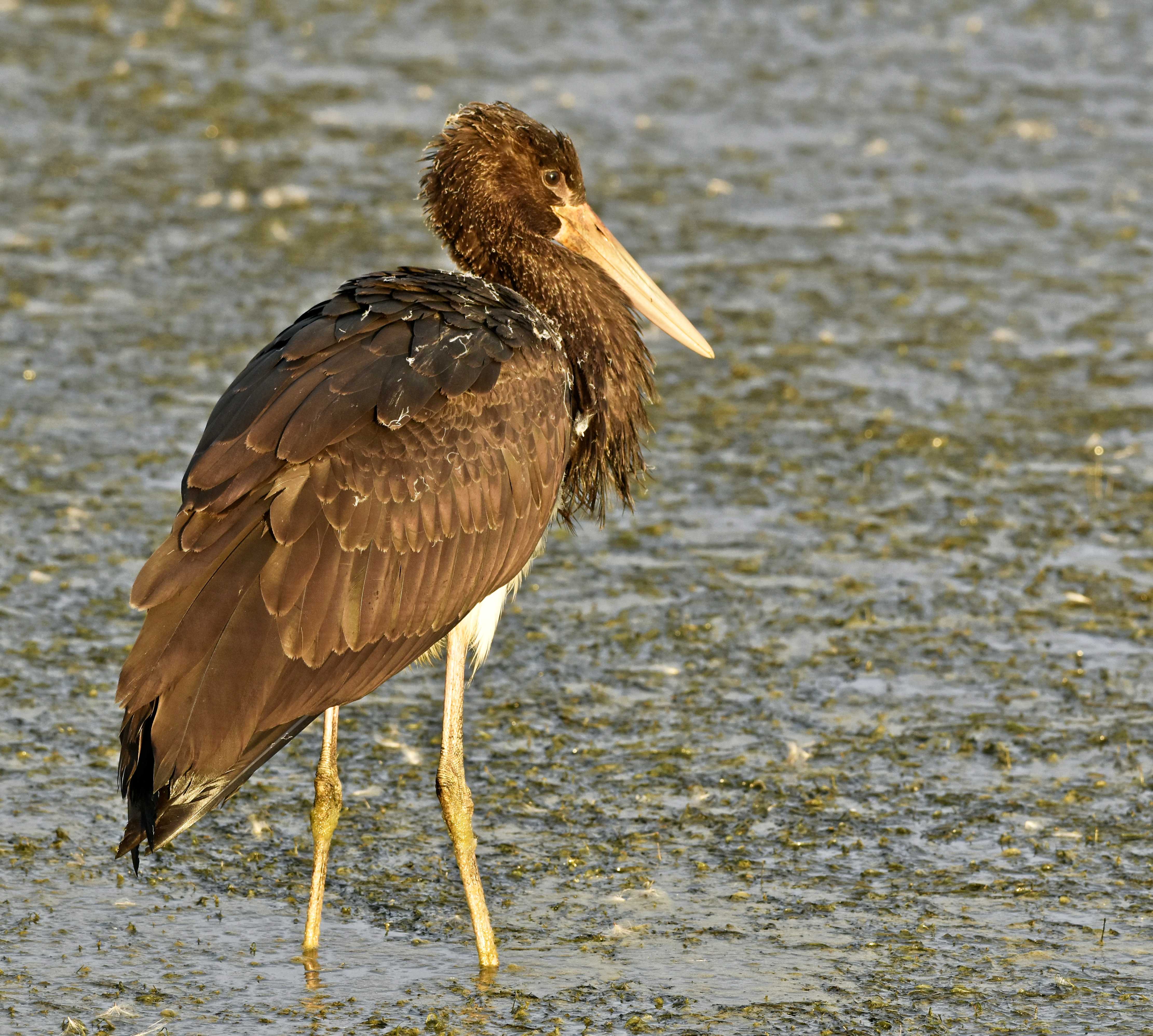 Black Stork