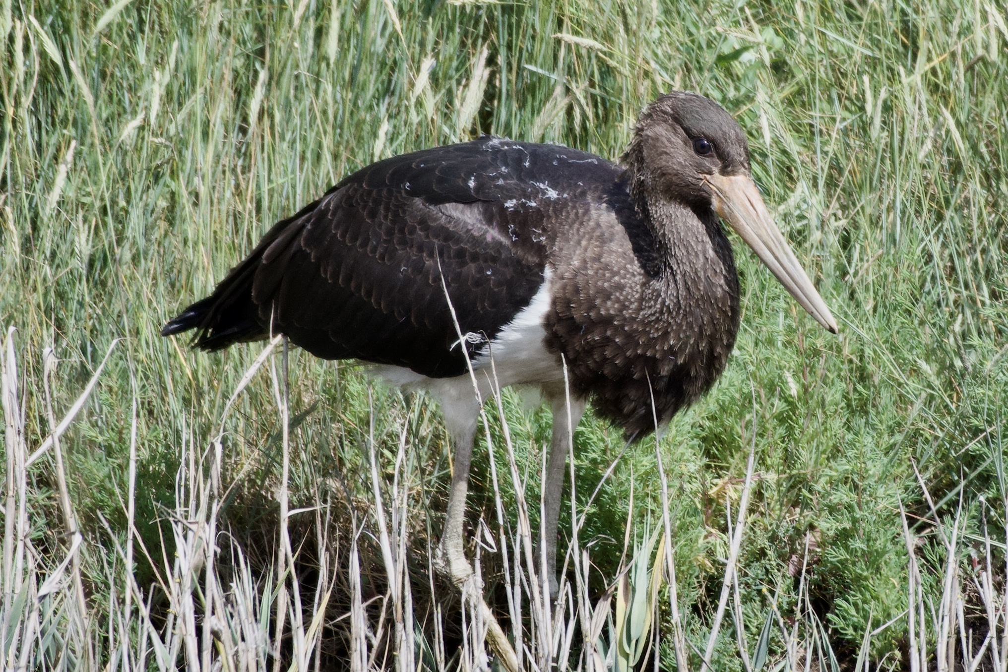 Black Stork