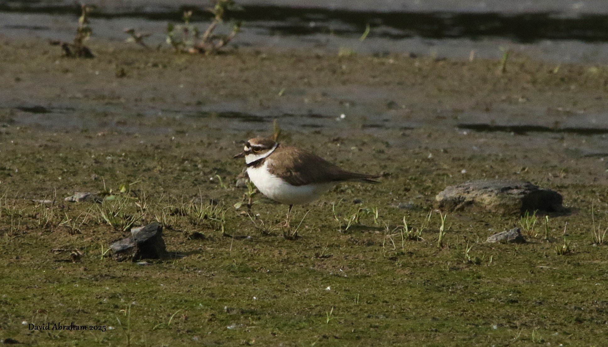 Little Ringed Plover