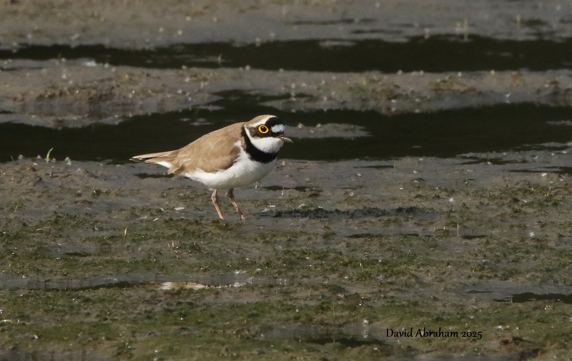 Little Ringed Plover 