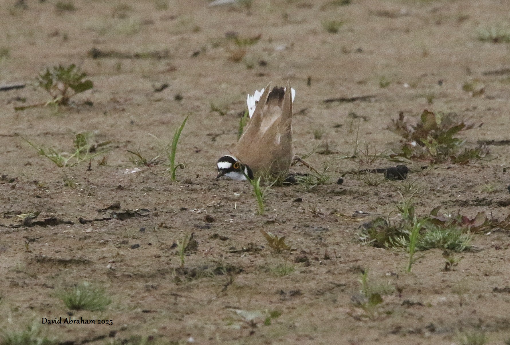 Little Ringed Plover 