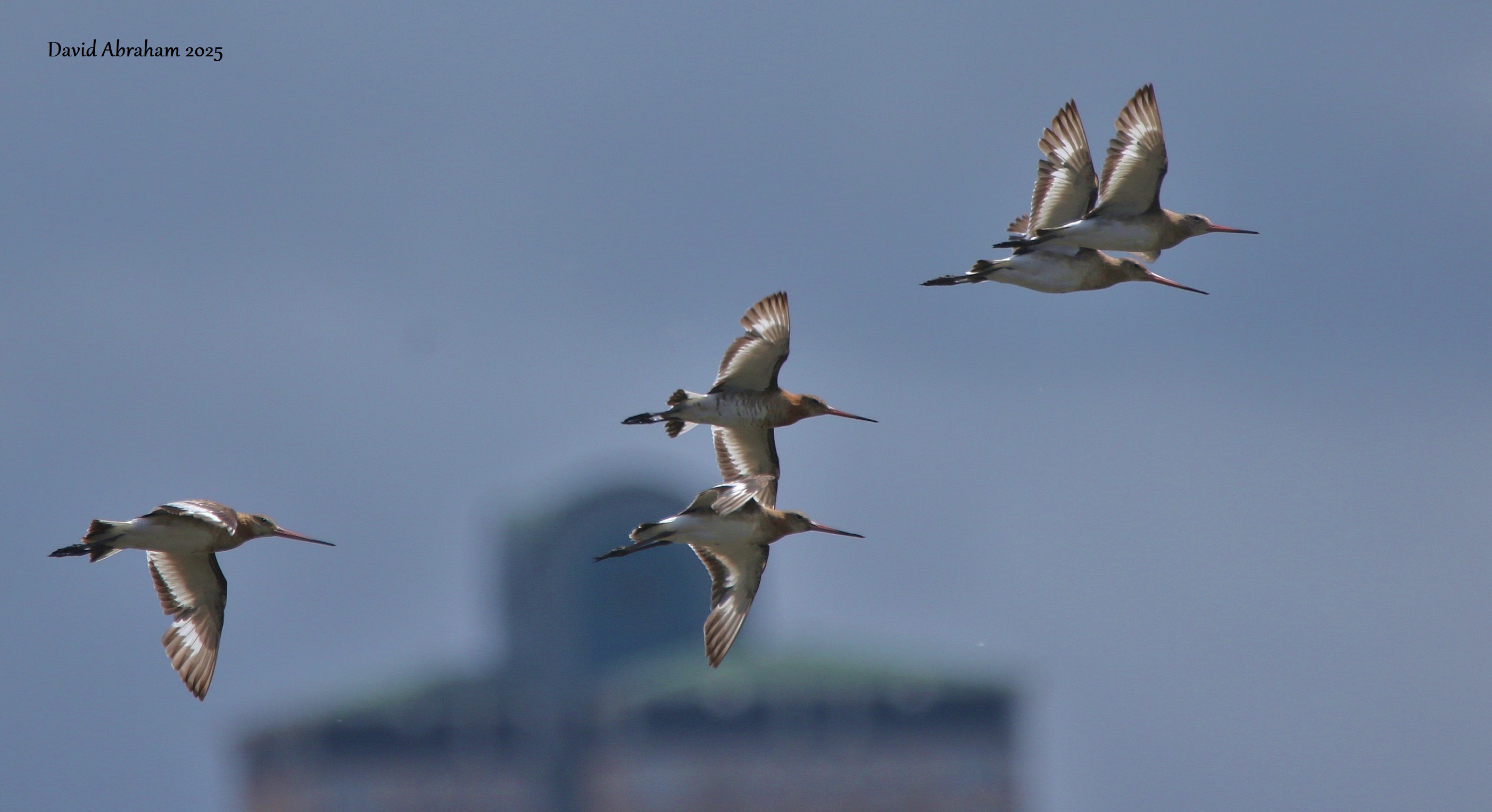 Black-tailed Godwit 