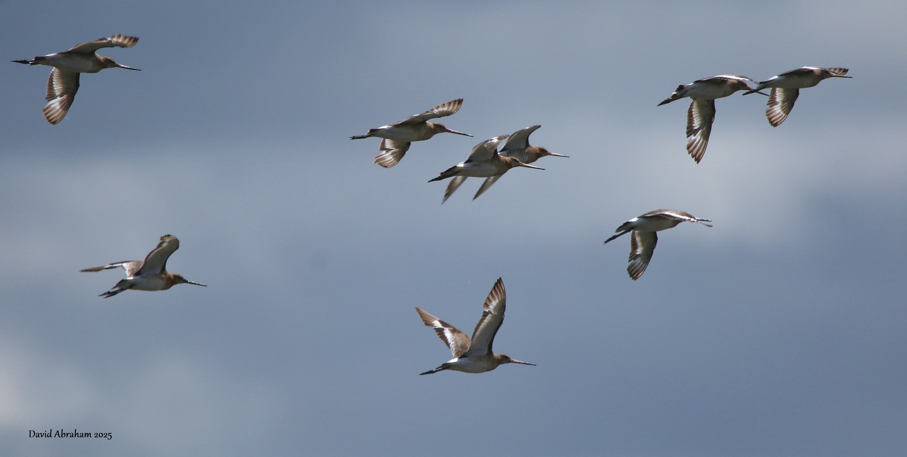 Black-tailed Godwit 
