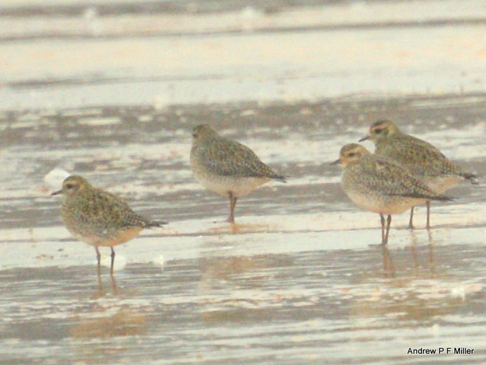 Golden Plover