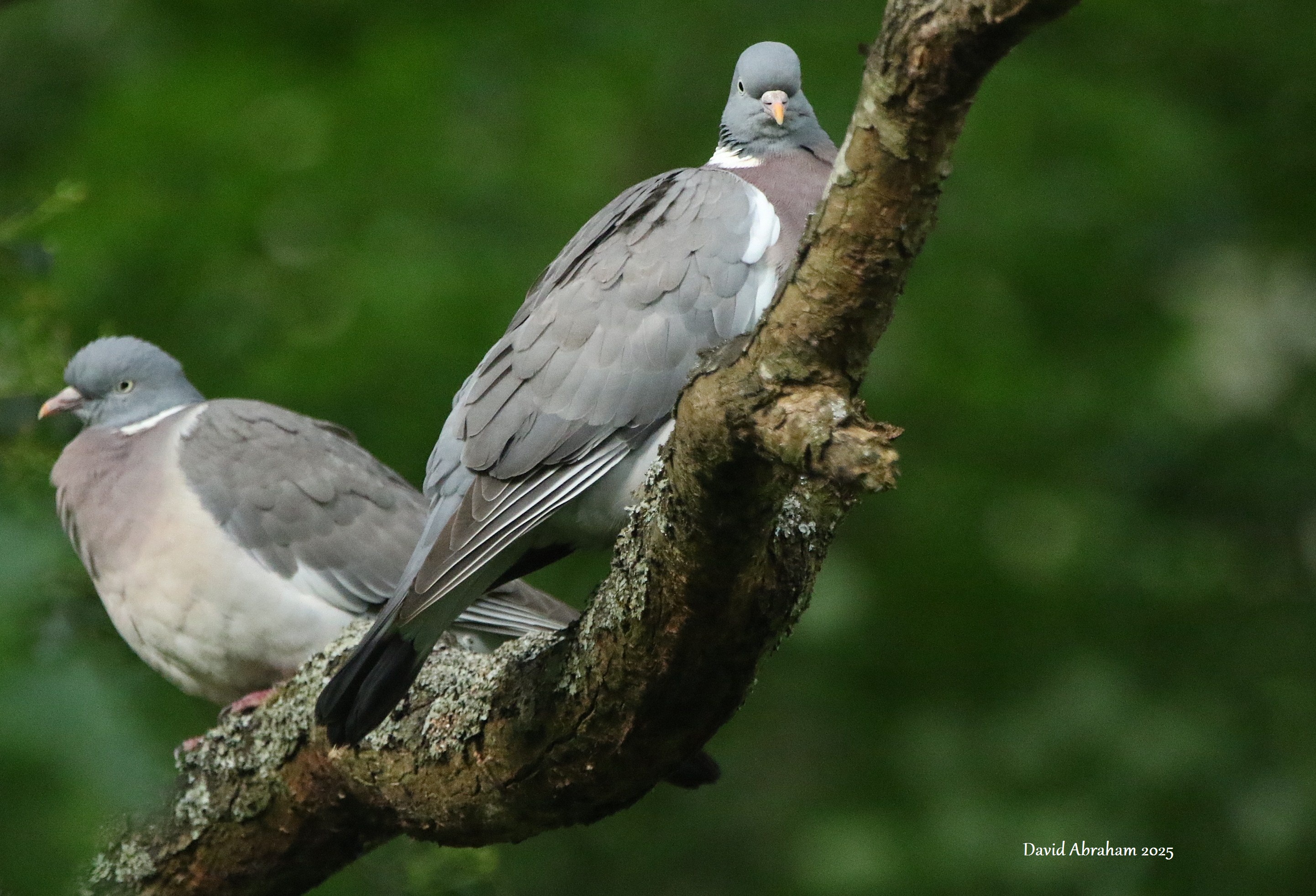 Woodpigeon