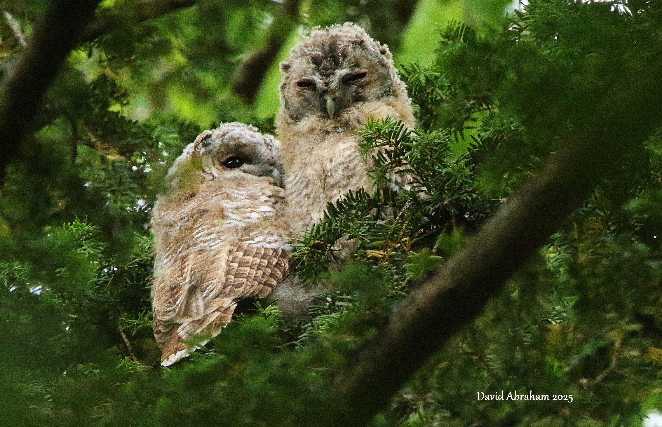 Tawny Owl 