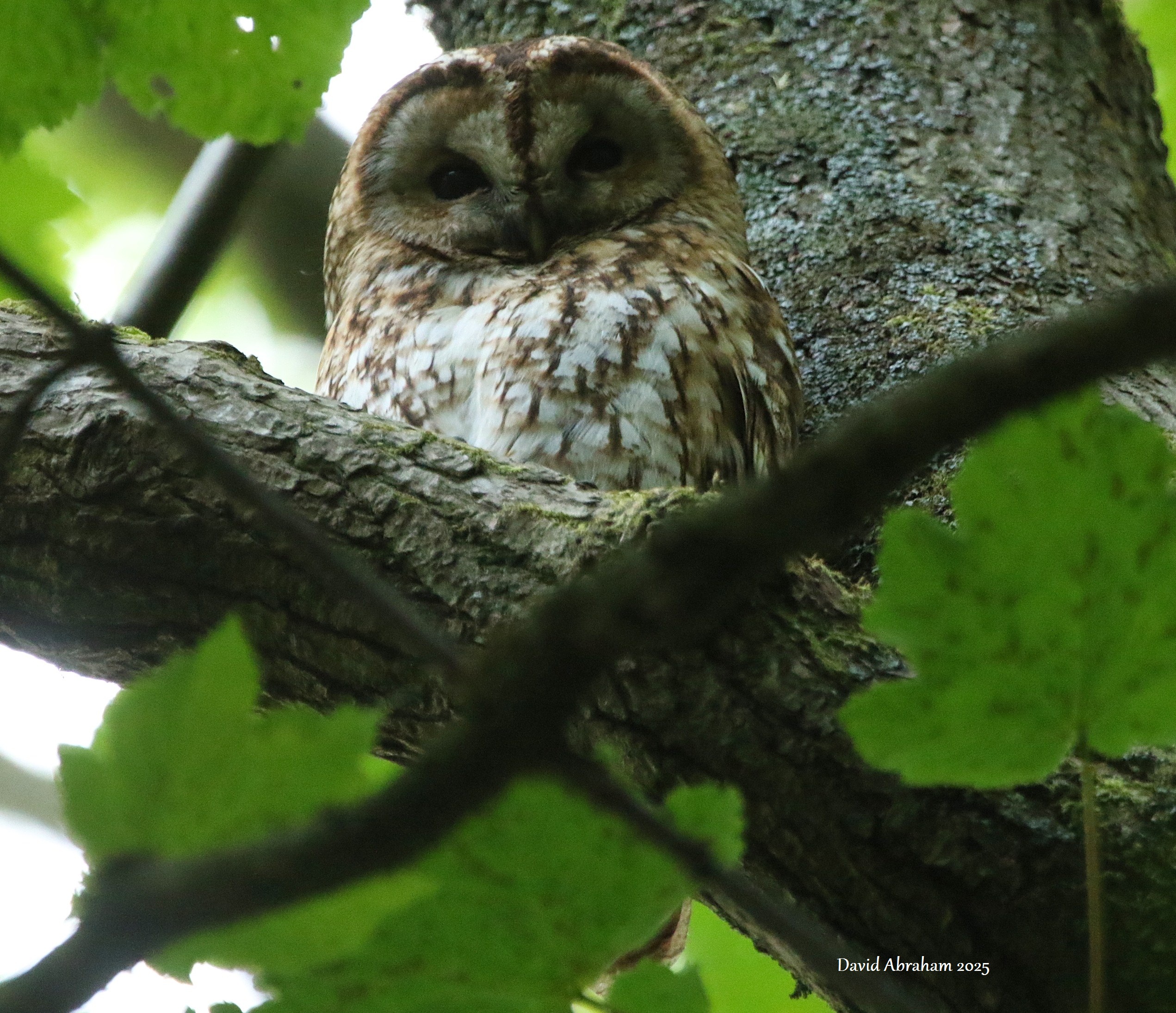 Tawny Owl 